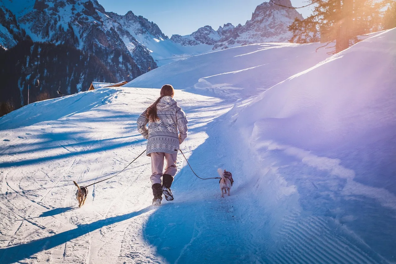 hunde, sti, sne, at spadsere, natur, human, person, vinter