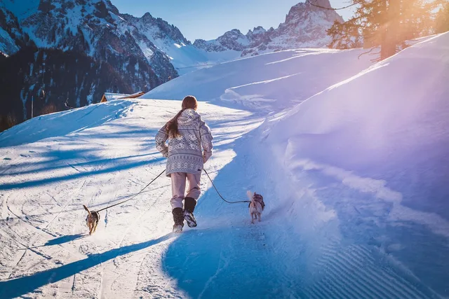 hunde, sti, sne, at spadsere, natur, human, person, vinter. Sådan slår du en håndværkers autorisation op i offentlige registre